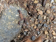 Pseudouroctonus santarita