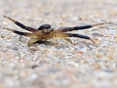 Xysticus texanus