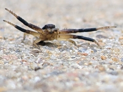 Xysticus texanus