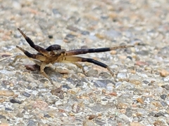 Xysticus texanus