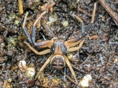 Xysticus texanus