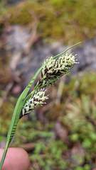 Carex atrosquama