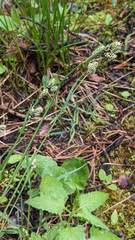 Carex atrosquama