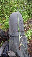 Carex atrosquama