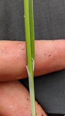 Carex atrosquama
