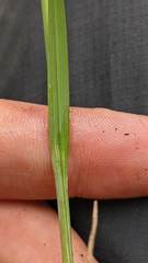 Carex atrosquama