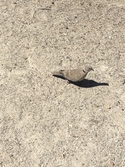Streptopelia decaocto