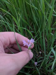 Allium drummondii
