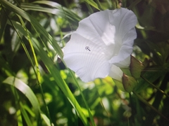 Calystegia silvatica