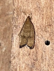 Psilocorsis cryptolechiella