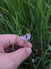 Allium drummondii