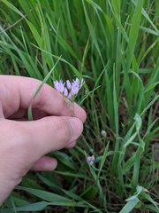 Allium drummondii