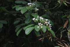 Jasminum lanceolarium