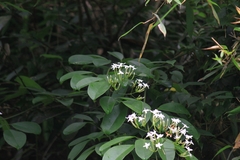 Jasminum lanceolarium