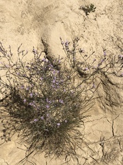 Limonium ruizii