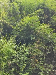 Jasminum lanceolarium