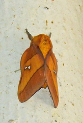 Syssphinx blanchardi