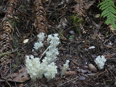 Pityopus californicus