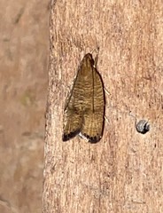Psilocorsis cryptolechiella