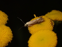 Isophrictis striatella