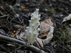 Pityopus californicus