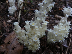 Pityopus californicus