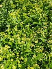 Galium oreganum
