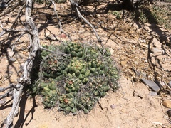 Coryphantha macromeris macromeris