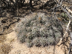 Coryphantha macromeris macromeris