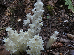 Pityopus californicus