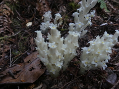 Pityopus californicus