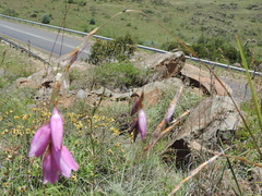 Dierama pulcherrimum