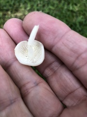 Conocybe