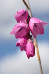 Dierama pulcherrimum