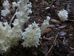 Pityopus californicus