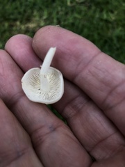 Conocybe