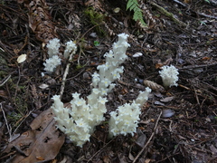 Pityopus californicus