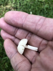 Conocybe