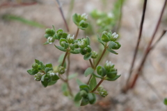 Radiola linoides