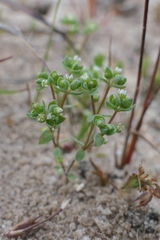 Radiola linoides