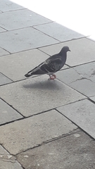Columba livia domestica