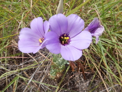 Eustoma russellianum