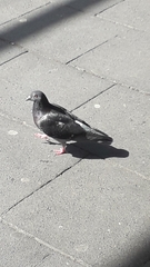 Columba livia domestica