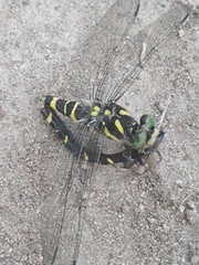 Cordulegaster boltonii