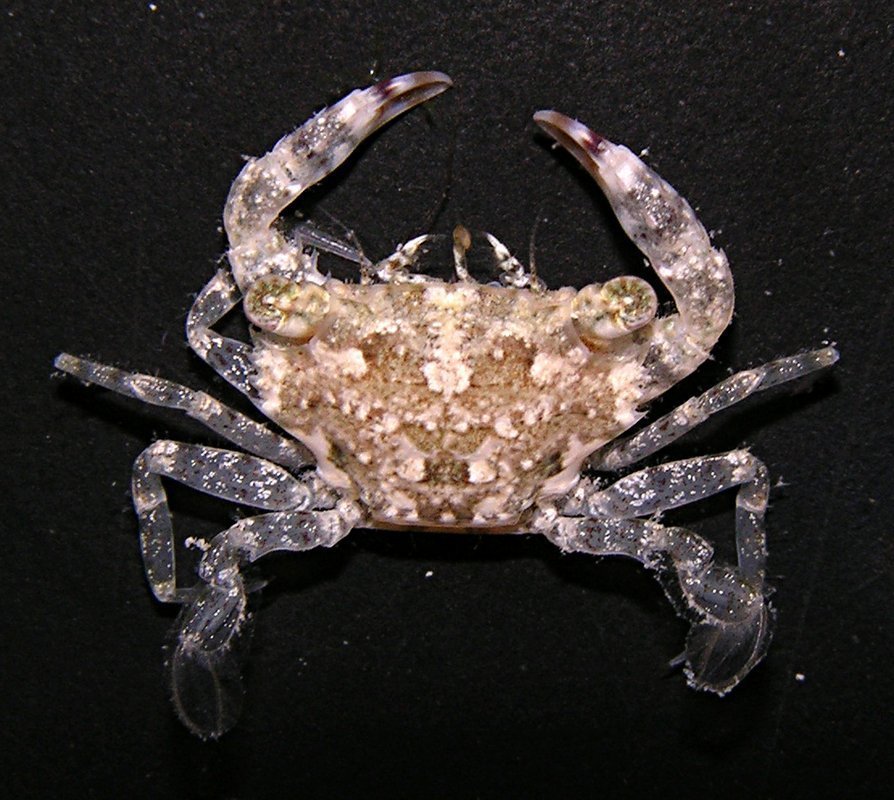 Thalamita spiceri