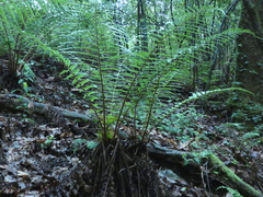 Dryopteris affinis