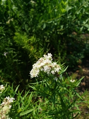 Anthophila