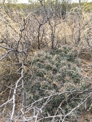 Coryphantha macromeris macromeris