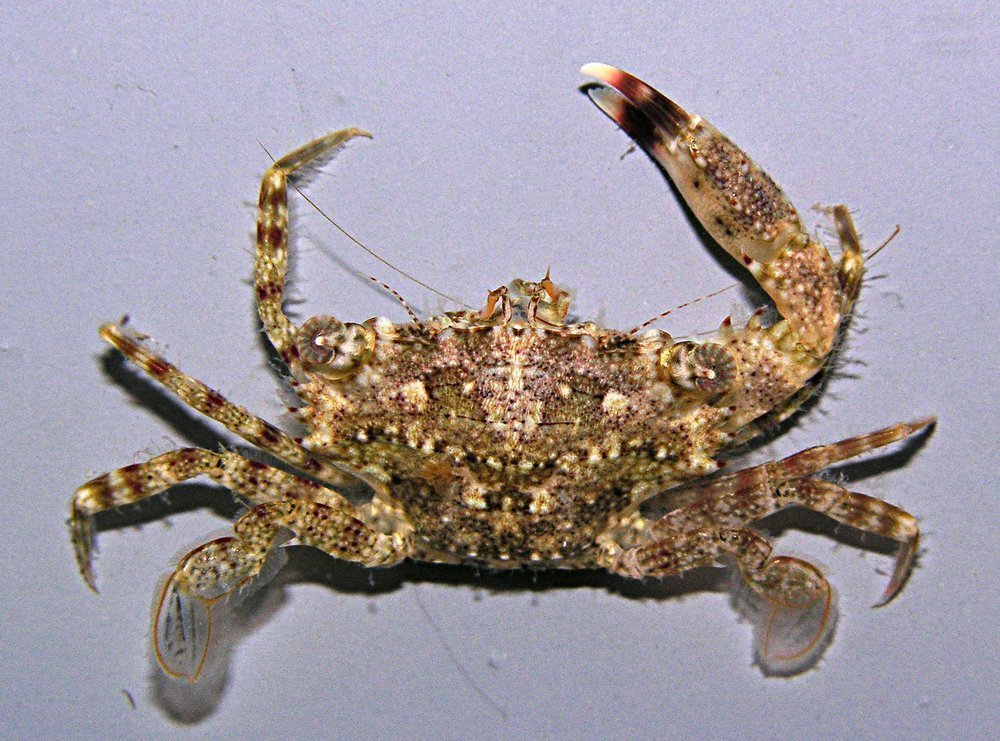 Admete Crab