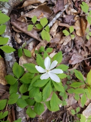 Anemonoides lancifolia